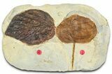 Wide Plate with Two Fossil Leaves (Two Species) - Montana #377916-1
